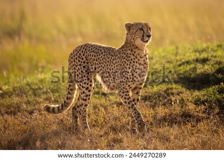 Focused Cheetah in the wild