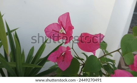 Bougainvillea spectabilis, also known as great bougainvillea, is a species of flowering plant. It is native to Brazil, Bolivia, Peru, and Argentina's Chubut Province.