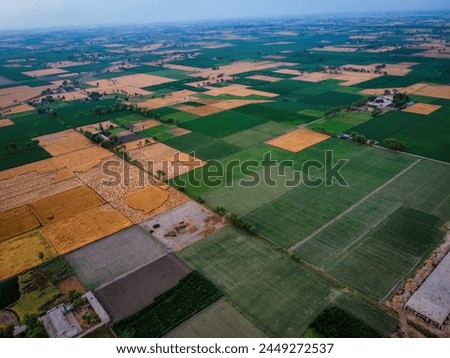 Aerial view of lush green fields of Punjab