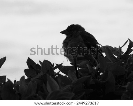 Sparrow Silhouette on Waiheke island  Royalty-Free Stock Photo #2449273619