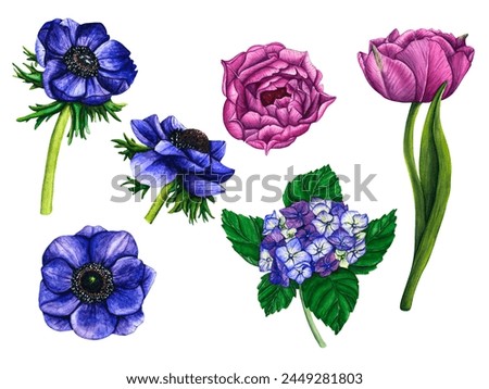 Watercolor collection of violet tulips, hydrangea, anemone on white background. Spring floral botanical illustration isolated for greeting cards, wedding invitation, birthday and mothers day cards.