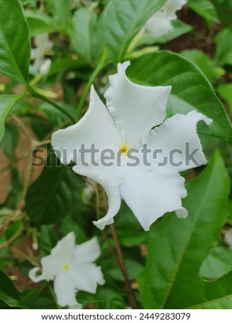 White Jasmine Flower in my Garden