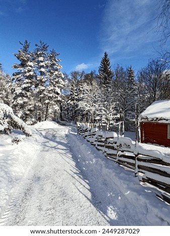 a beautiful walk in winter on forest paths, winter carols, snow