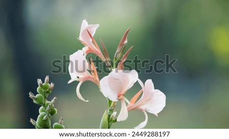 Flowers: Inflorescences emerge at the tip of the shoot. The small flowers are arranged on a large peduncle. The flowers have a short peduncle. Perfect flower Consisting of 3 sepals, small, light green Royalty-Free Stock Photo #2449288197