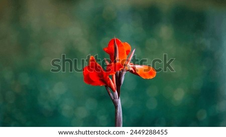Flowers: Inflorescences emerge at the tip of the shoot. The small flowers are arranged on a large peduncle. The flowers have a short peduncle. Perfect flower Consisting of 3 sepals, small, light green Royalty-Free Stock Photo #2449288455