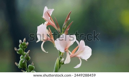 Flowers: Inflorescences emerge at the tip of the shoot. The small flowers are arranged on a large peduncle. The flowers have a short peduncle. Perfect flower Consisting of 3 sepals, small, light green Royalty-Free Stock Photo #2449288459