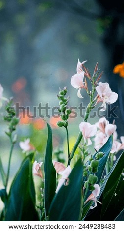 Flowers: Inflorescences emerge at the tip of the shoot. The small flowers are arranged on a large peduncle. The flowers have a short peduncle. Perfect flower Consisting of 3 sepals, small, light green Royalty-Free Stock Photo #2449288483