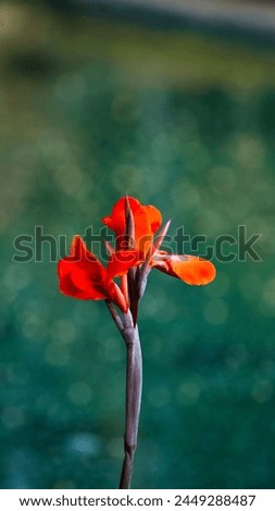 Flowers: Inflorescences emerge at the tip of the shoot. The small flowers are arranged on a large peduncle. The flowers have a short peduncle. Perfect flower Consisting of 3 sepals, small, light green Royalty-Free Stock Photo #2449288487