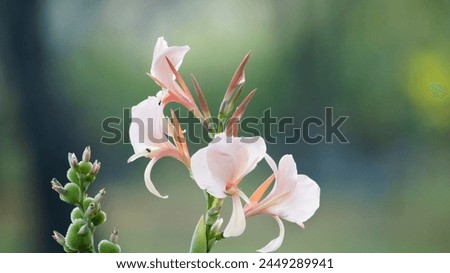 Flowers: Inflorescences emerge at the tip of the shoot. The small flowers are arranged on a large peduncle. The flowers have a short peduncle. Perfect flower Consisting of 3 sepals, small, light green Royalty-Free Stock Photo #2449289941