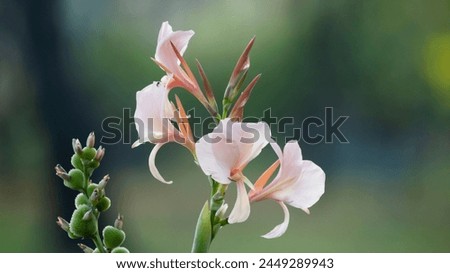 Flowers: Inflorescences emerge at the tip of the shoot. The small flowers are arranged on a large peduncle. The flowers have a short peduncle. Perfect flower Consisting of 3 sepals, small, light green Royalty-Free Stock Photo #2449289943