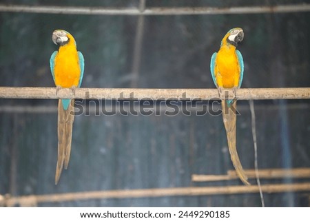 Delhi India, 13 April 2024 -  Beautiful twin Macaw parrots, opposite direction, random picture 1