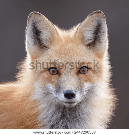 Red fox is unique and with glowing sharp eyes one of wise animals