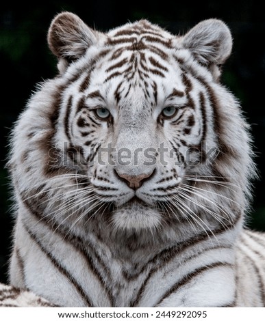 White tiger is very rare specie of tigers lives in snow