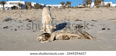 Stray dog with a dead sea turtle on the beach