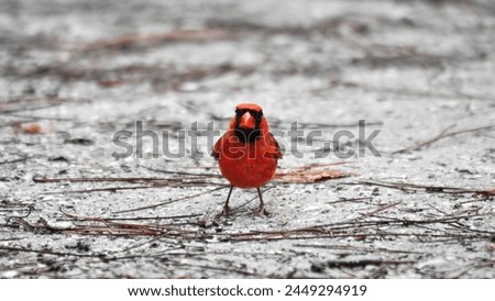A single male red cardinal or northern cardinal (Cardinalis Cardinalis) on the ground looking at the camera, minimalism, copy space, large size,16:9 Royalty-Free Stock Photo #2449294919