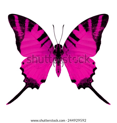 Pink butterfly upper wing profile isolated on white background.