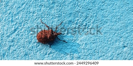 Stink bugs, also known as shield bugs, are insects in the family Pentatomidae. They have five nymphal stages and get their name from the foul-smelling fluids they release when disturbed.  Royalty-Free Stock Photo #2449296409