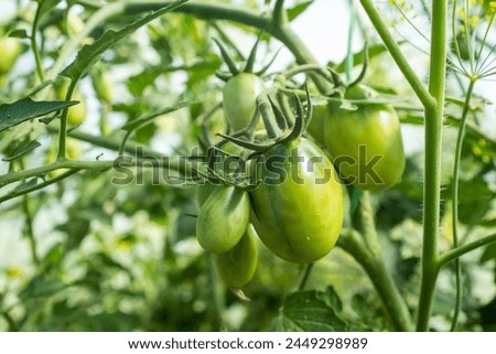 Blooming tomato with green young tomatoes, close-up. Composition with tomato plant for publication, poster, screensaver, wallpaper, postcard, banner, cover, post. High quality photo