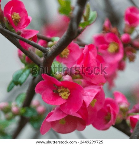 Macro photography of wonderful pink flowers in spring: blossoming of a wild peech tree in a garden creating an awesome backdrop image