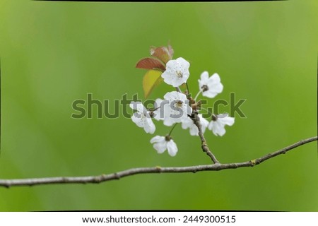 Cherry blossom in early spring
