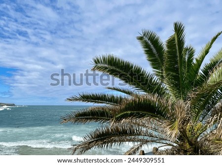 Coogee beach on a sunny day with a palm tree in the forefront in Sydney, Australia. Royalty-Free Stock Photo #2449309551