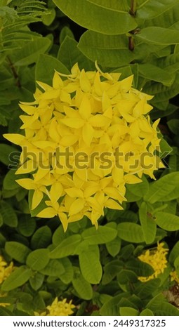 Close-up of Bright Ixora coccinea Yellow Spark Flowers Blooming with Green Leaves on a Sunny Day