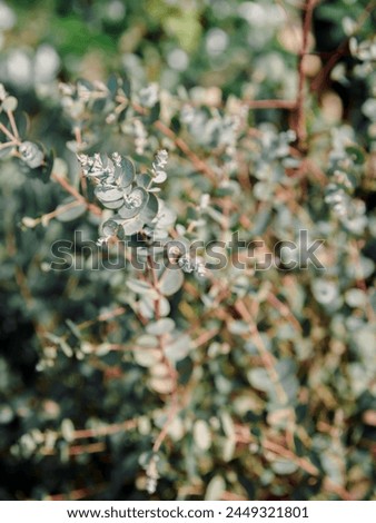 Eucalyptus gunnii azura, hardy plant