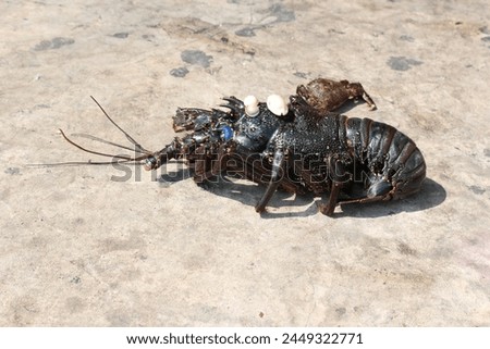 Black Scorpio Sands, beach, lobster