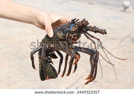 Hodling Scorpio, beach, crab nature