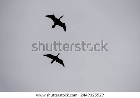 Two cormorants in flight against a cloudy grey sky.