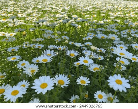 daisy background. group of white daisies.