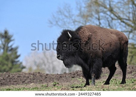 European bison animals farm ungulates Royalty-Free Stock Photo #2449327485