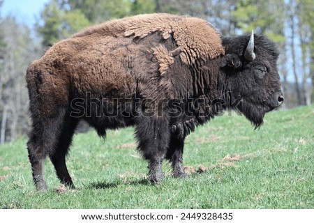 European bison animals zoo ungulates Royalty-Free Stock Photo #2449328435