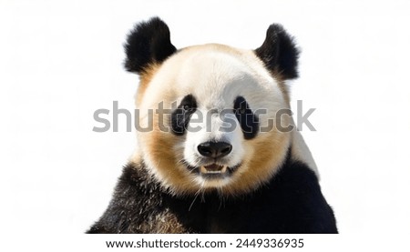 giant panda - Ailuropoda melanoleuca - is a bear species endemic to China, black and white colors isolated cutout on white background head and face closeup