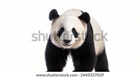 giant panda - Ailuropoda melanoleuca - is a bear species endemic to China, black and white colors isolated cutout on white background walking towards camera
