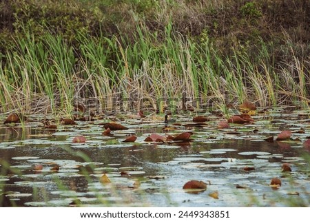 Lilly Pads in water at the St. Marks Wildlifee Refuge in Florida. Royalty-Free Stock Photo #2449343851