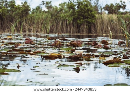 Lilly Pads in water at the St. Marks Wildlifee Refuge in Florida. Royalty-Free Stock Photo #2449343853