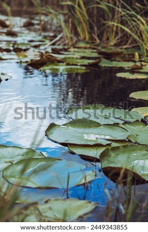 Lilly Pads in water at the St. Marks Wildlifee Refuge in Florida. Royalty-Free Stock Photo #2449343855