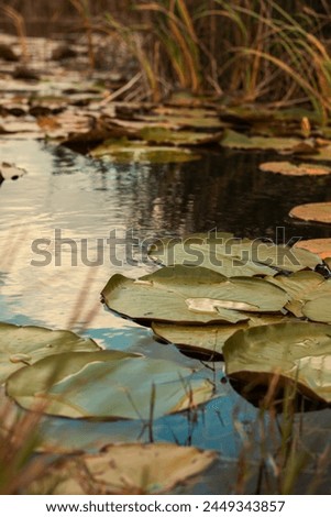 Lilly Pads in water at the St. Marks Wildlifee Refuge in Florida. Royalty-Free Stock Photo #2449343857