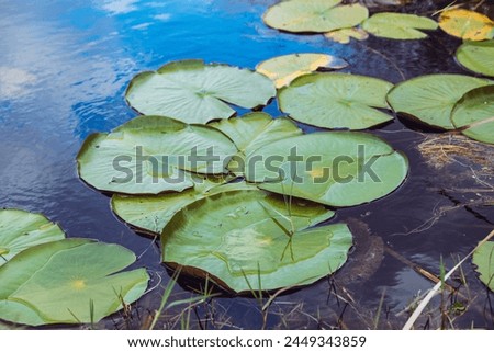 Lilly Pads in water at the St. Marks Wildlifee Refuge in Florida. Royalty-Free Stock Photo #2449343859