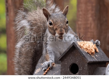A Grey Squirrel on the backyard deck                               