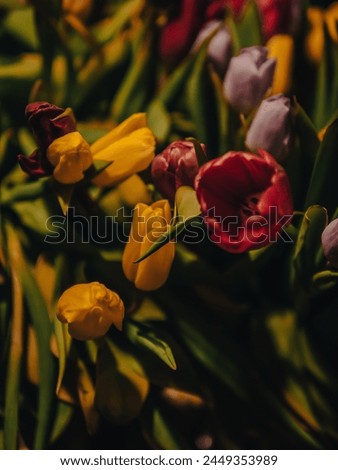 bouquet of fresh colorful tulips close up