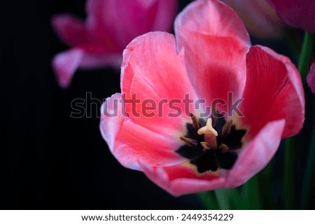 A pink tulip with black backround