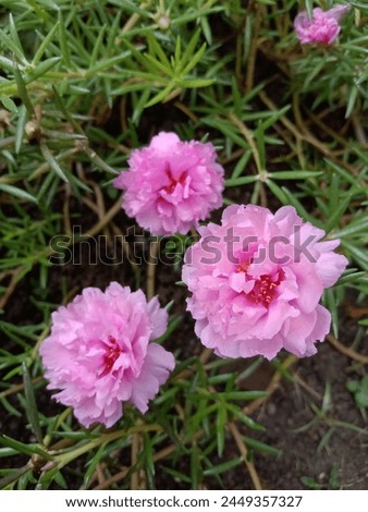 pink flowers in a green garden, good for decoration and ornamental plants, photo taken in the morning in nature.