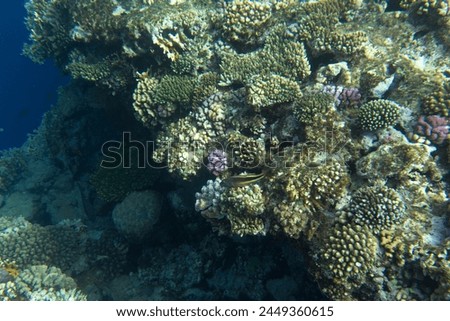 A nice photo of coral reef in Egypt