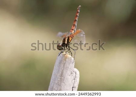 Sympetrum speciosum red dragonfly in Osaka, Japan Royalty-Free Stock Photo #2449362993
