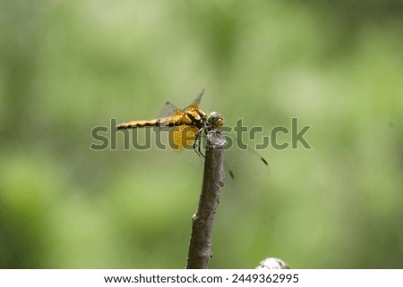 Sympetrum speciosum red dragonfly in Osaka, Japan Royalty-Free Stock Photo #2449362995