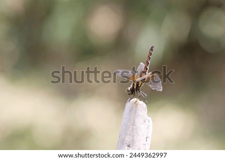Sympetrum speciosum red dragonfly in Osaka, Japan Royalty-Free Stock Photo #2449362997