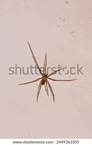 Photo Picture of a Brown Spider on The Wall