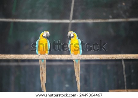 Delhi, India - 13 April 2024, twin Macaw parrot looking at each other, random picture 1